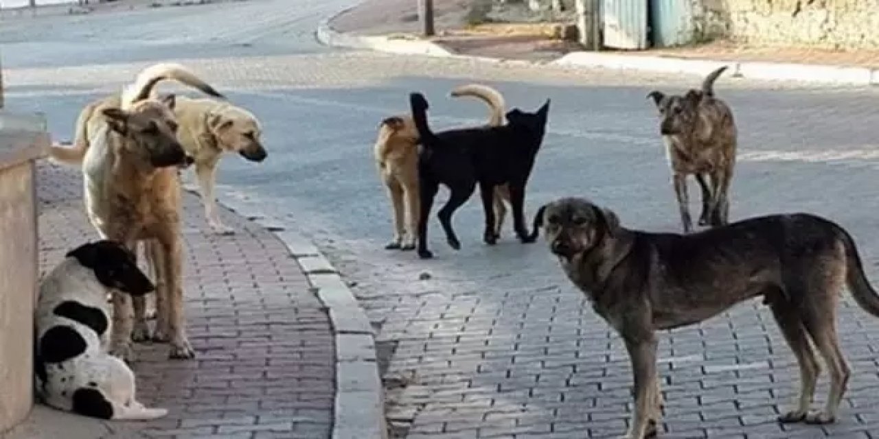 Başıboş köpek sorununa ilişkin düzenleme Meclis'e geliyor