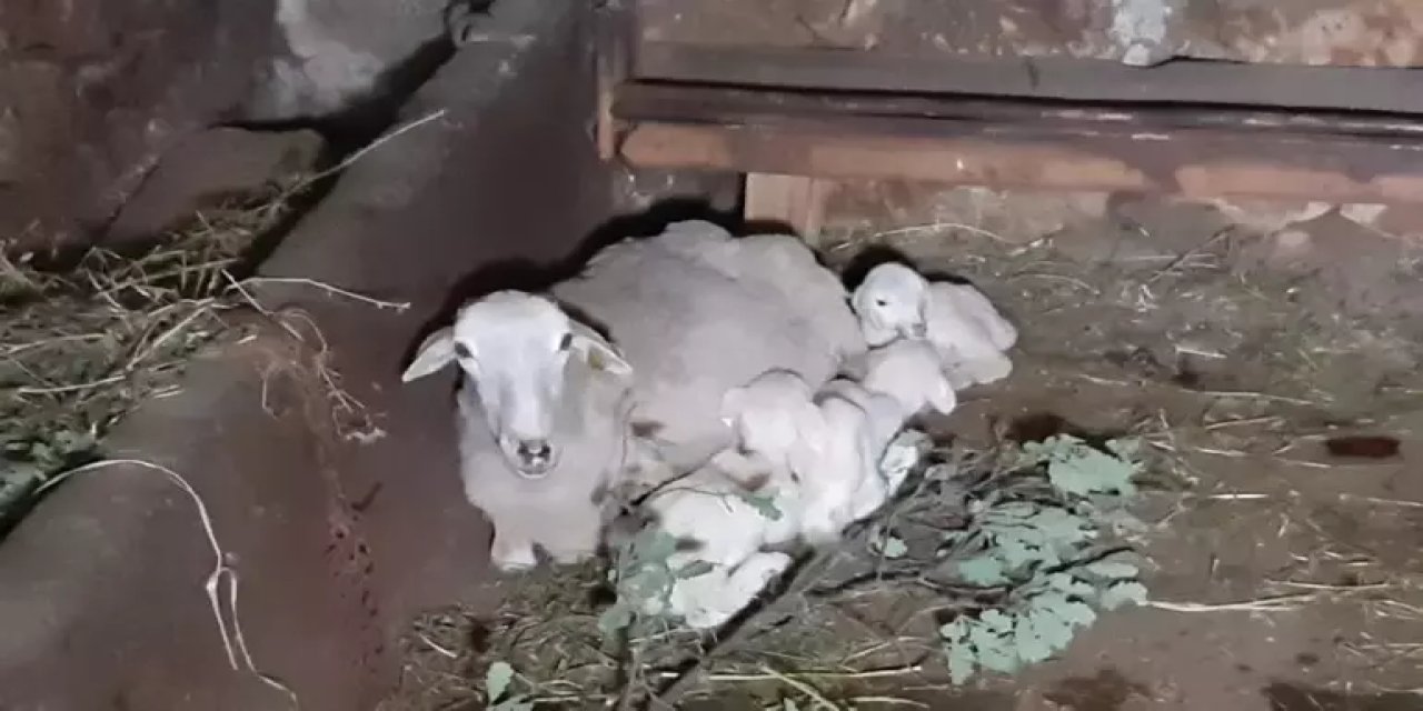 Türk Çoban Havalara Uçtu: Koyunu 5'iz Doğurdu! İşte Minik Koyunların Son Hali!