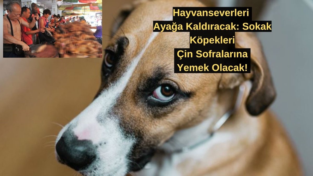 Hayvanseverleri Ayağa Kaldıracak: Sokak Köpekleri Çin Sofralarına Yemek Olacak!