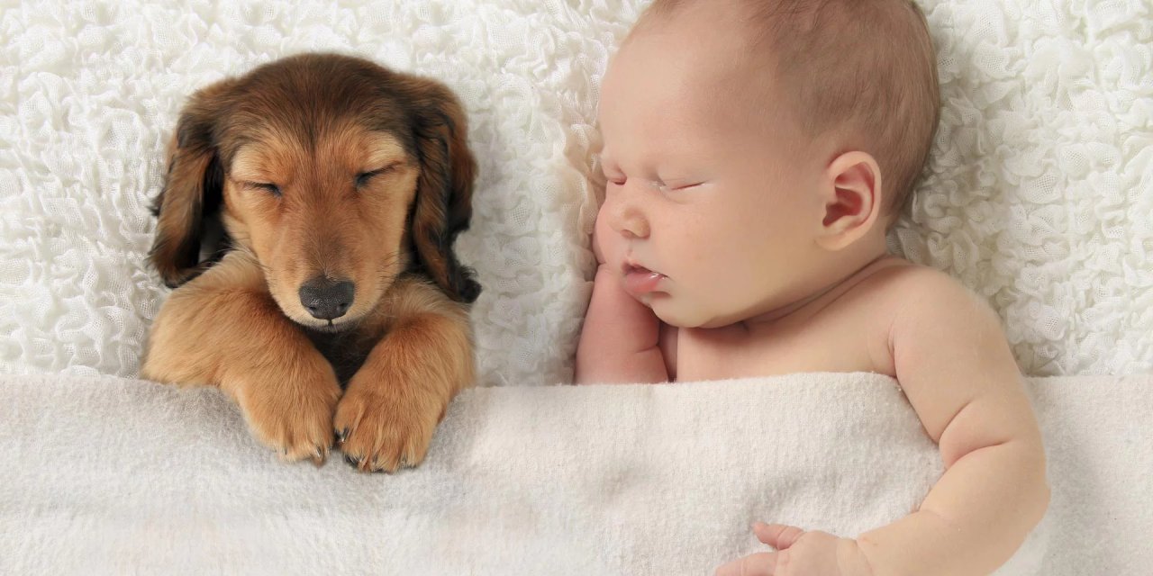 Yeni Doğan Bebeğini Köpeğin Yanında Bıraktı Köpek Önce Bebeğe Baktı Sonra