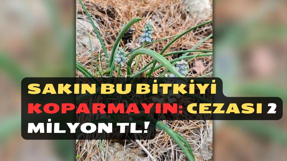 Sakın Bu Bitkiyi Koparmayın: Cezası 2 Milyon TL!