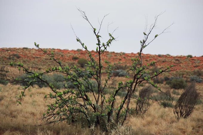 17590-budgerigars-tree.jpg