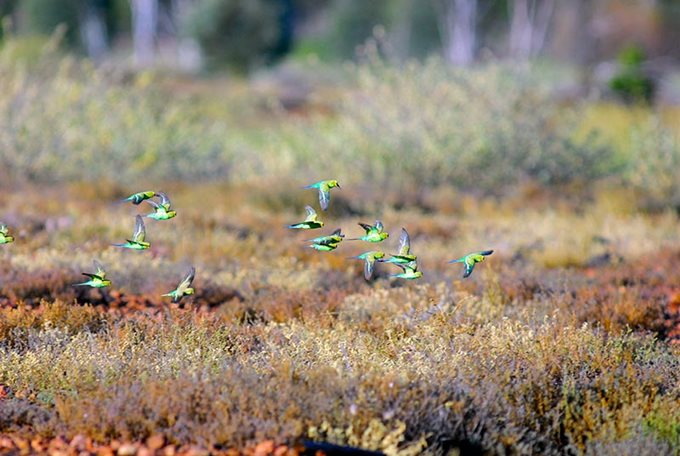 rs10770-budgerigars.jpg